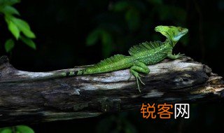 变色龙是什么意思 变色龙的解释