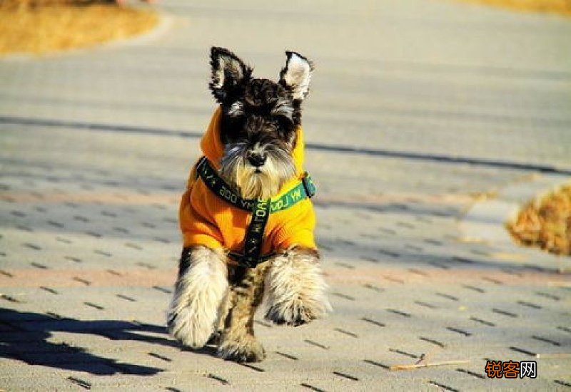 狗吃葡萄会死掉吗