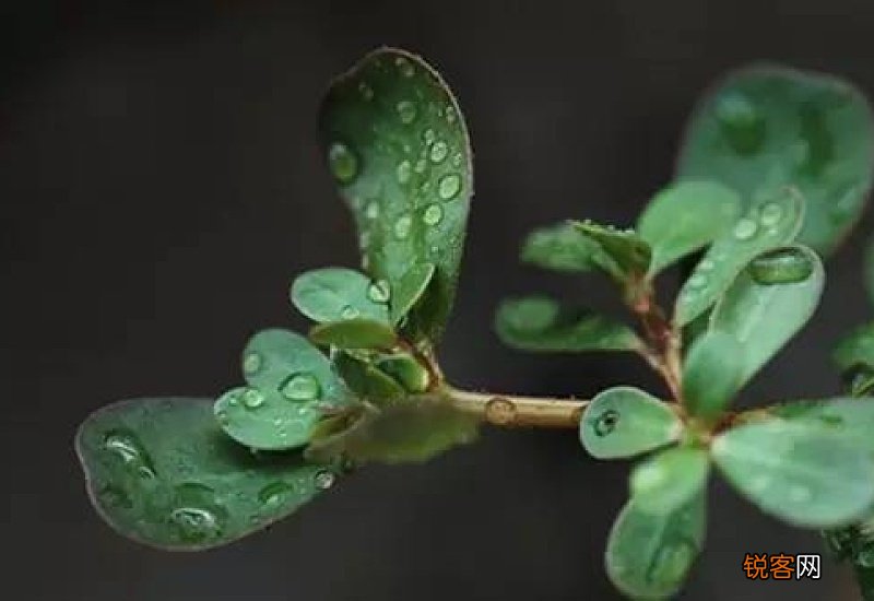 马齿苋治皮肤病怎样用最好