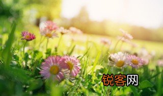 绿肥红瘦的意思 绿肥红瘦怎么解释