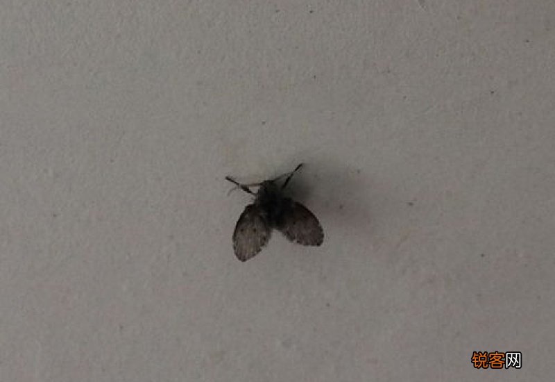 马桶里有飞虫怎么消灭