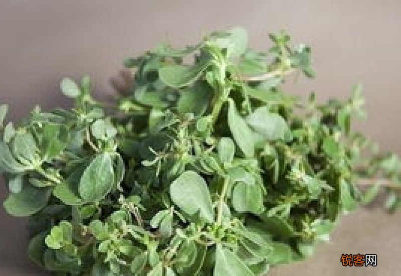 吃马齿苋对甲状腺结节有好处吗