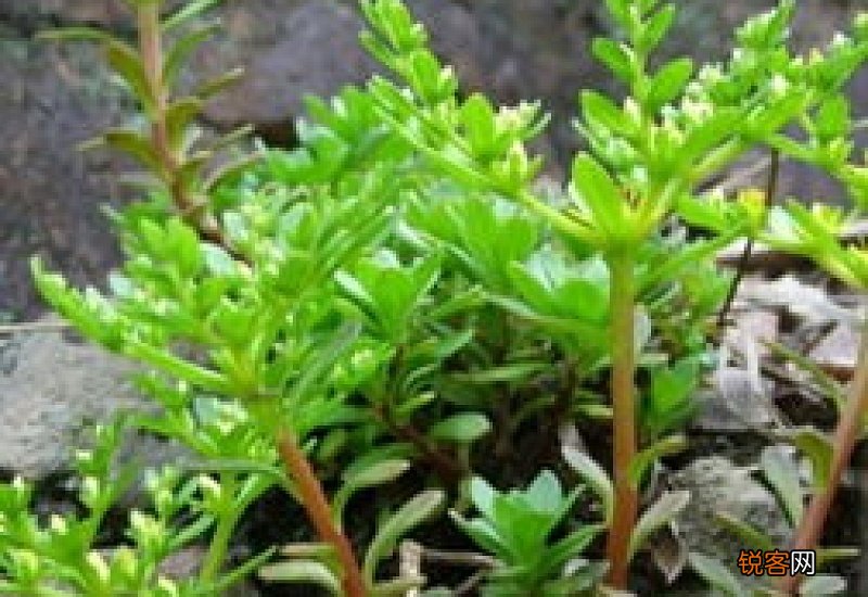 马齿苋泡水洗澡可以治疗湿疹吗