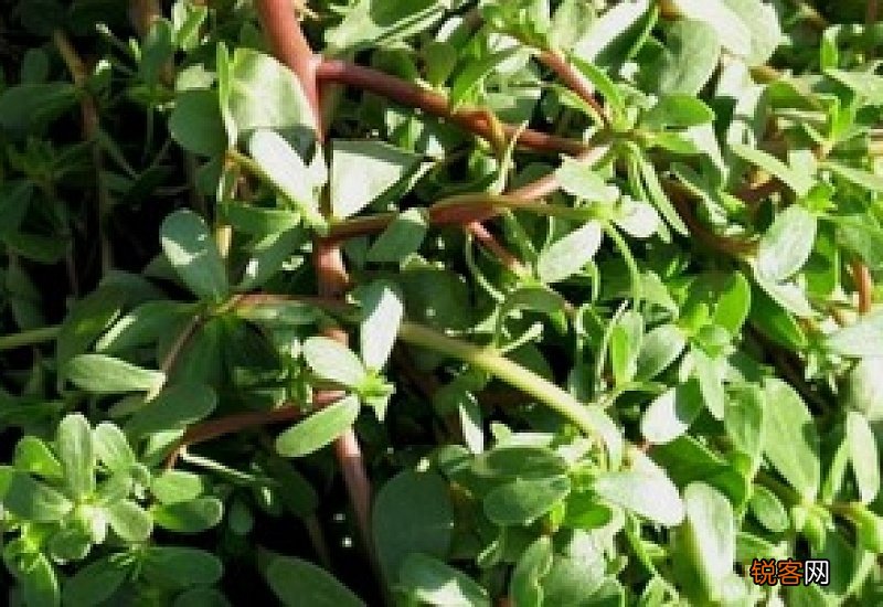 马齿苋吃多了有副作用吗