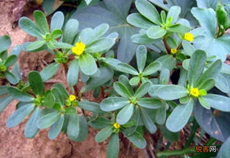 煮马齿苋水能洗头吗