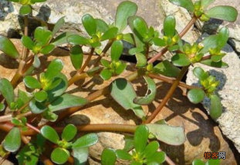 马齿苋怎么样去白发