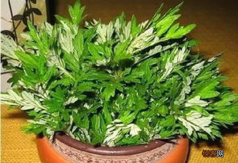 艾草当归泡脚的禁忌