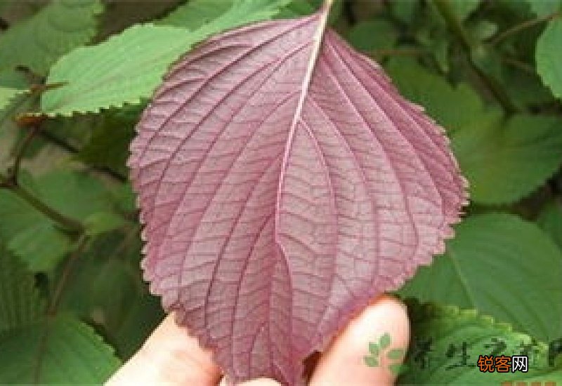 新鲜紫苏叶能泡水喝吗