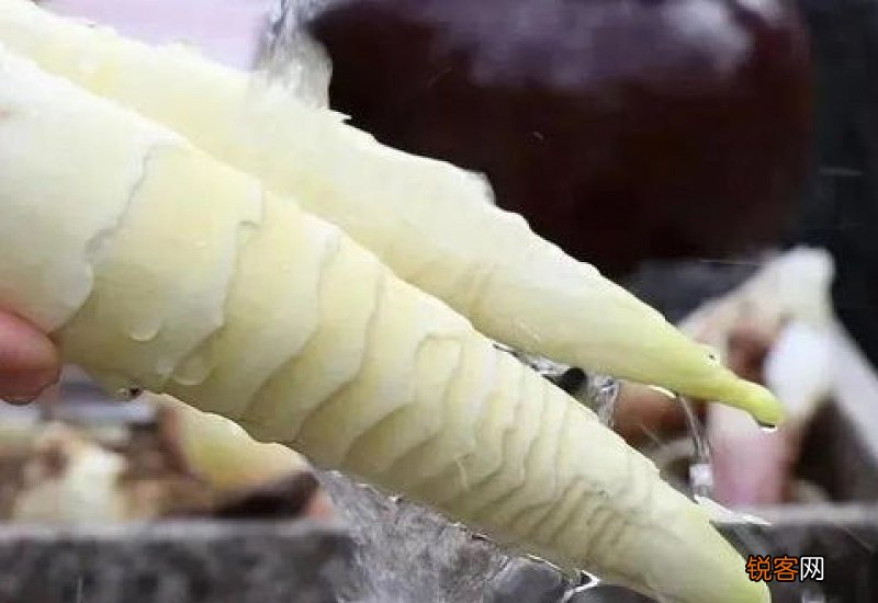 为什么人常说痛风不能吃酸笋