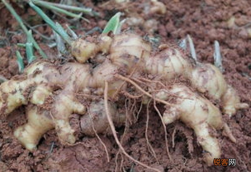 沙姜发芽了还能吃吗