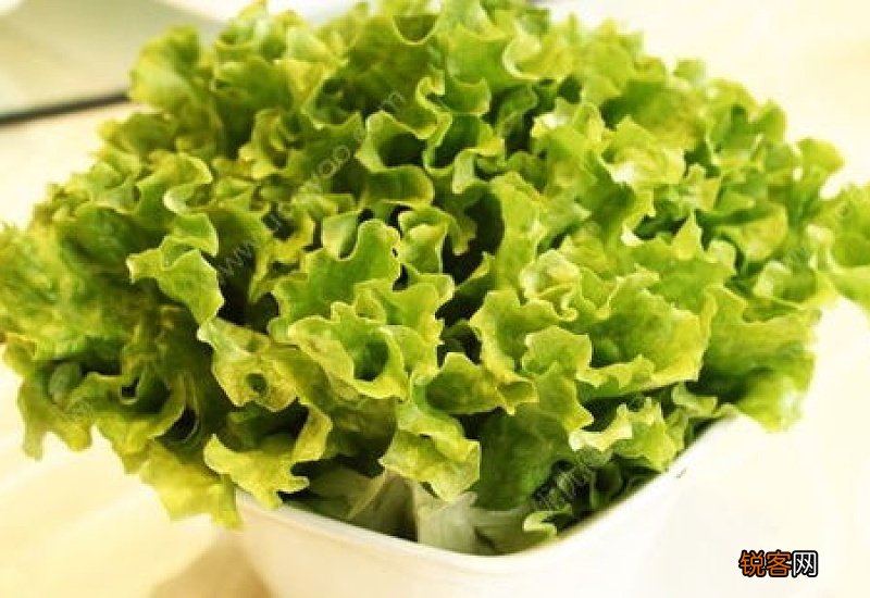 一斤生菜的热量是多少 生菜的热量是多少