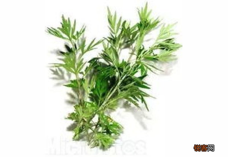 艾叶配什么泡脚除湿驱寒