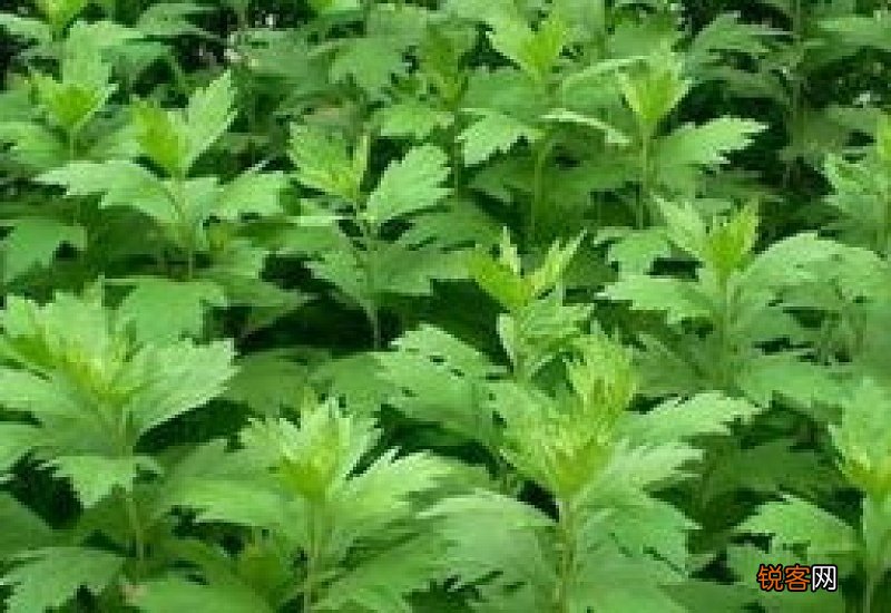 艾叶洗澡可以治湿疹吗