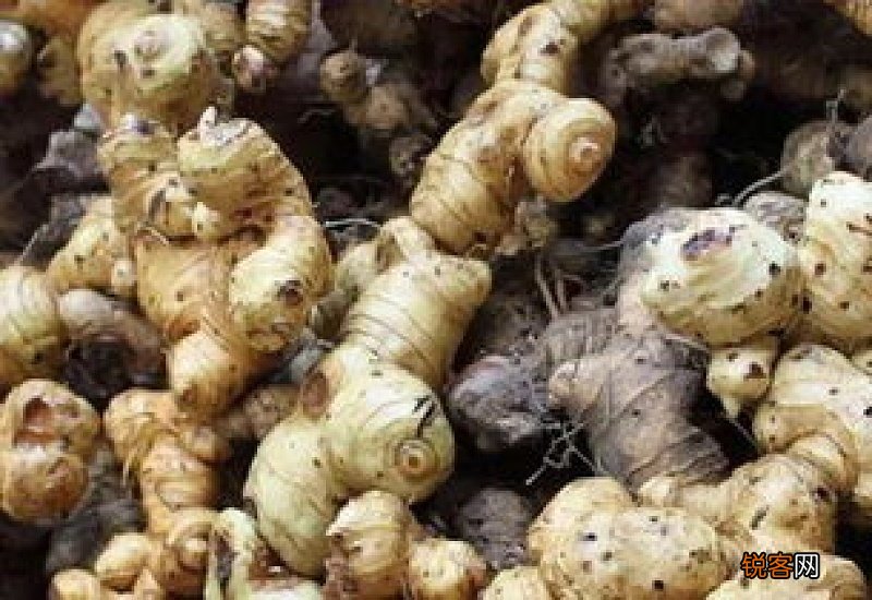 制黄精与黄精的区别