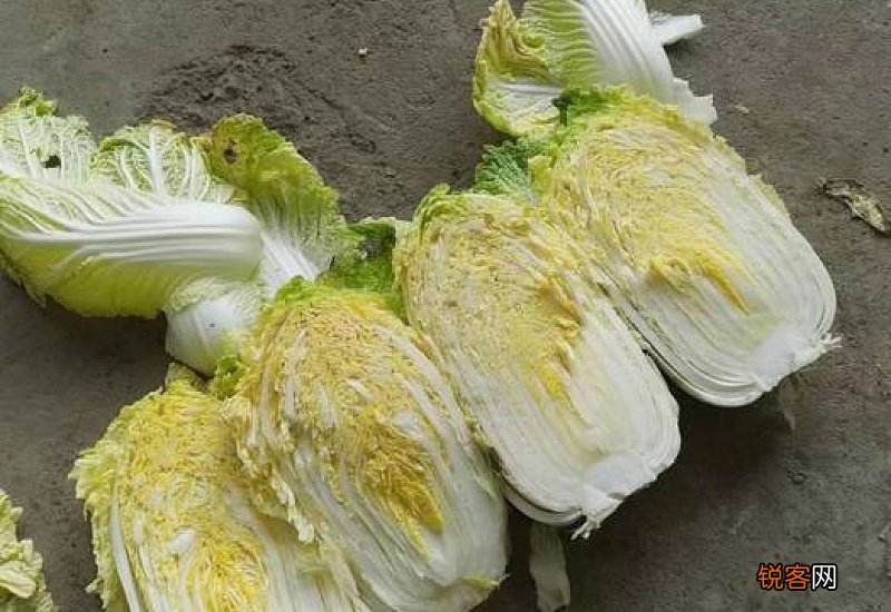 白菜和娃娃菜的区别
