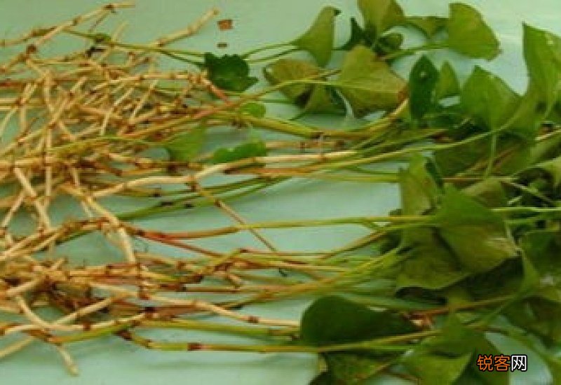 女性喝鱼腥草水好吗