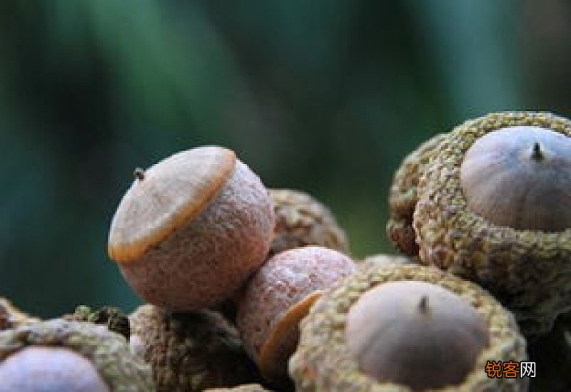 壮阳果的功效与作用