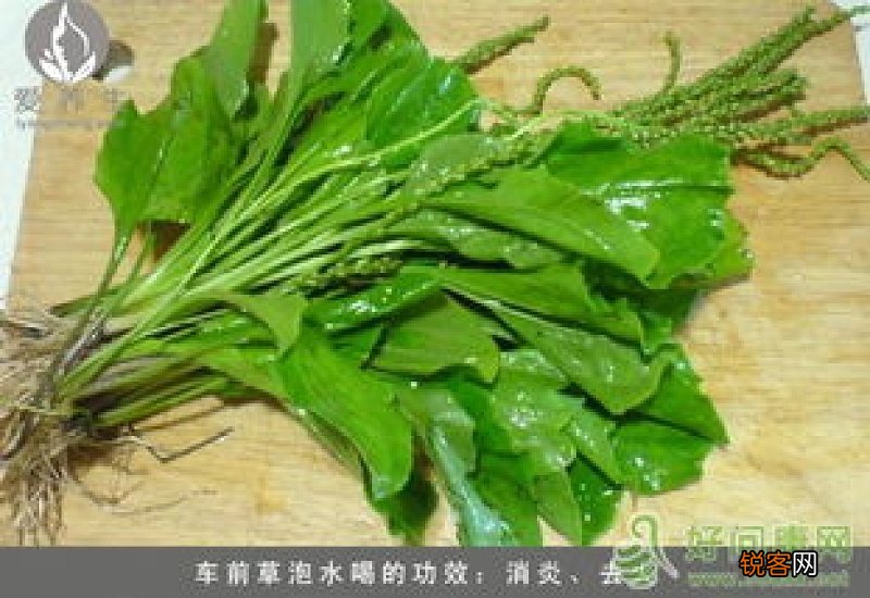 车前草和鱼腥草泡水喝的功效与作用