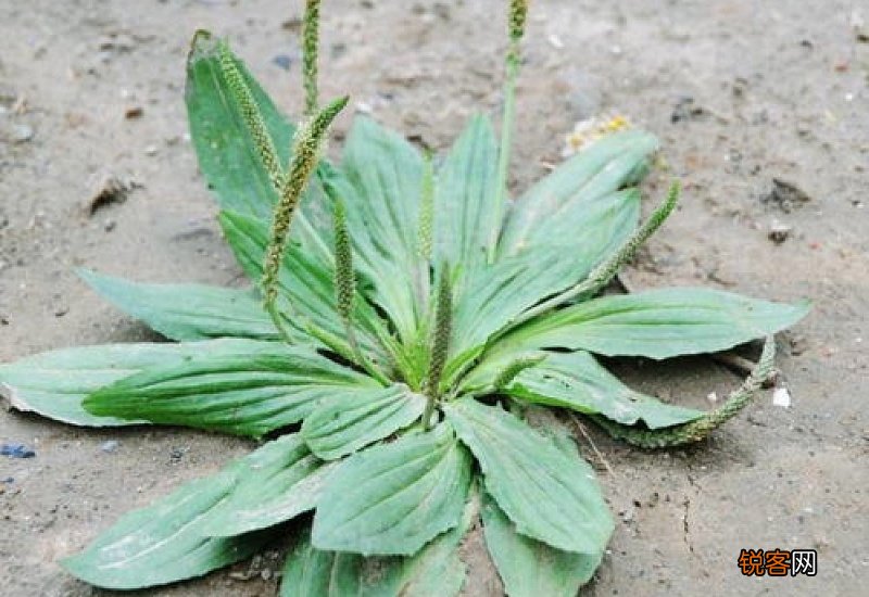 车前草和鱼腥草能降尿酸吗
