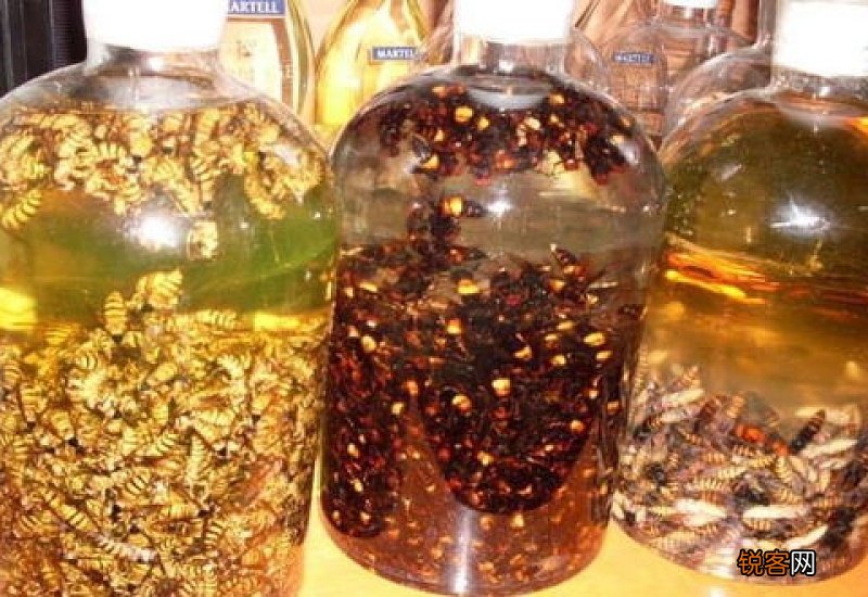 蜂蛹泡酒的功效与作用