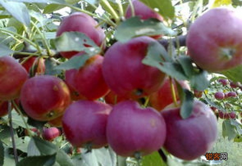 沙果的功效有哪些 沙果的禁忌有哪些