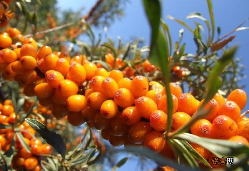 沙棘原浆一天喝多少最好？沙棘果哪些人不能吃