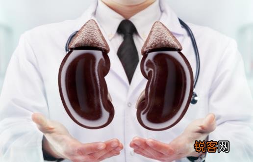 男性早起疲惫说明肾脏出问题 喝酒太多增加肾脏负担