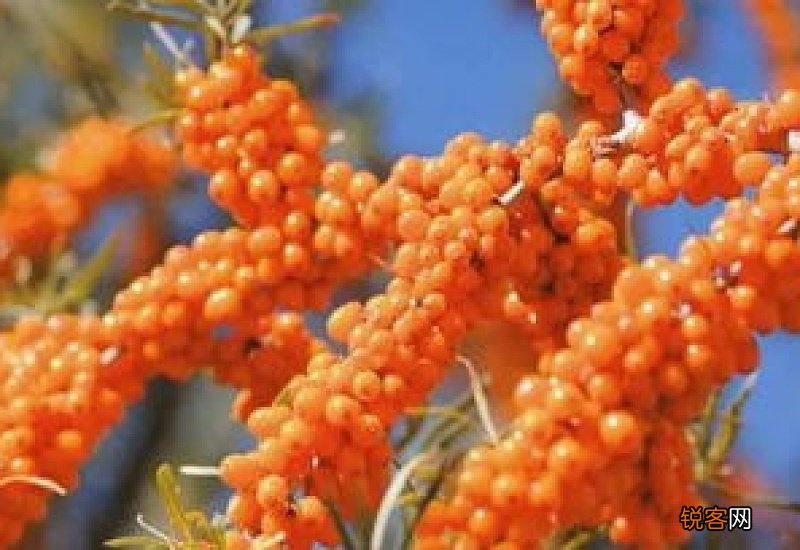 沙棘可以减肥吗 沙棘有什么功效