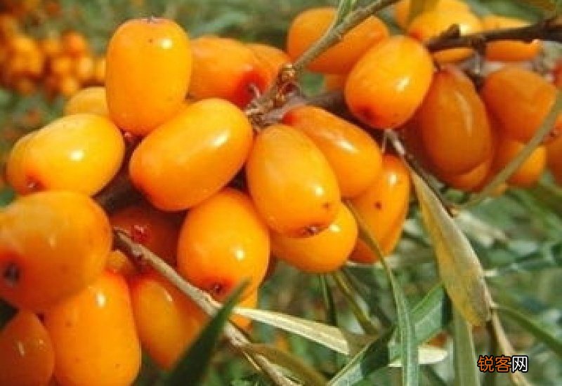 沙棘可以天天吃吗 过量刺激肠胃引起腹部不适