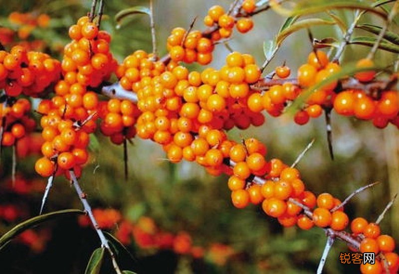 沙棘可以生吃吗 口感偏酸维生素C含量高