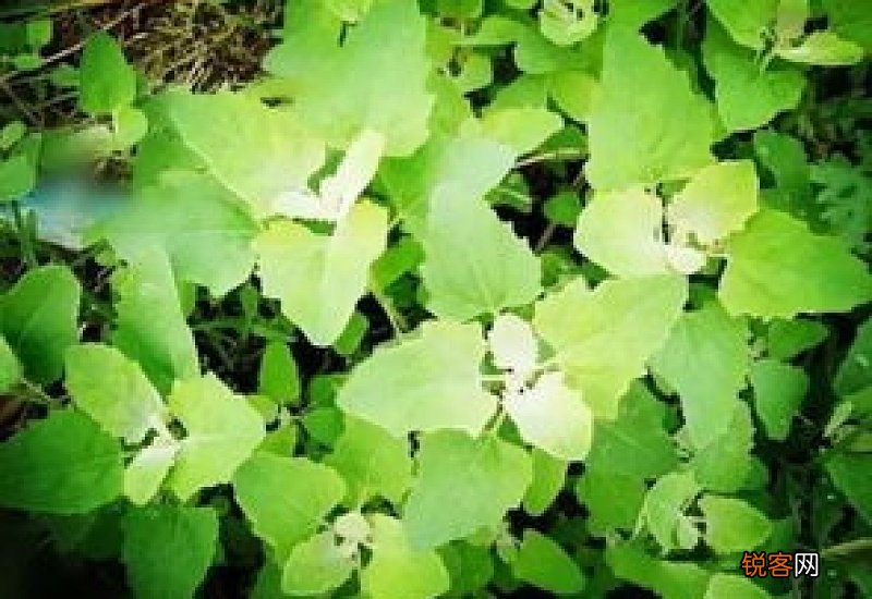 灰灰菜怎样长期保存