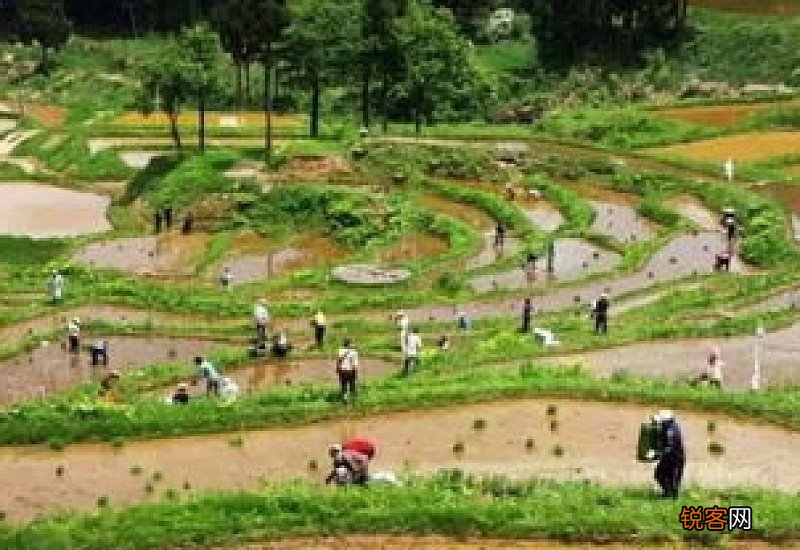 稻谷怎样长期保存