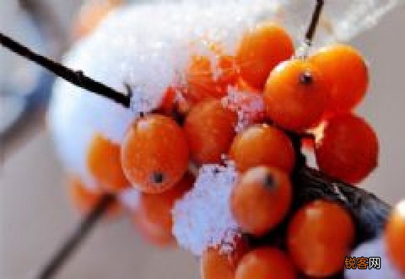 沙棘孕妇可以吃吗 孕妇可以吃沙棘吗