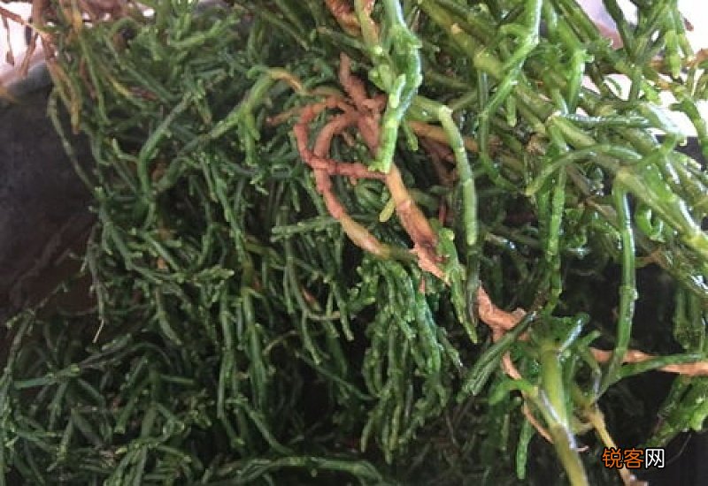 新鲜荆芥怎样长期保存