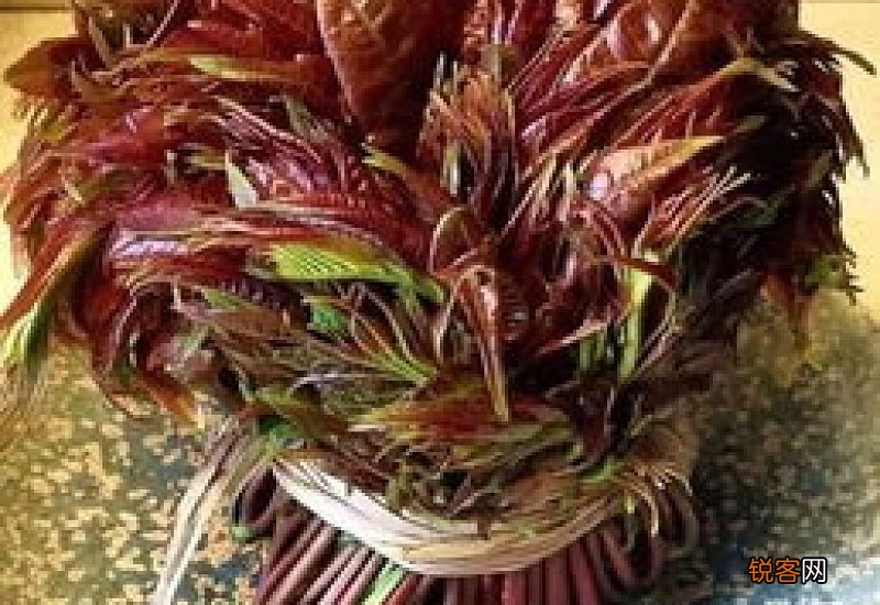 新鲜香椿怎样长期保存