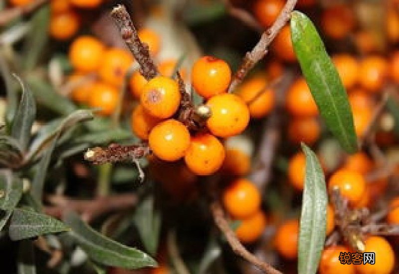 沙棘果副作用 刺激肠胃引起腹痛腹胀等