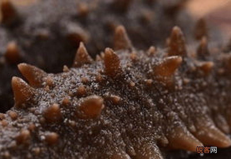 糖干海参到底能不能吃