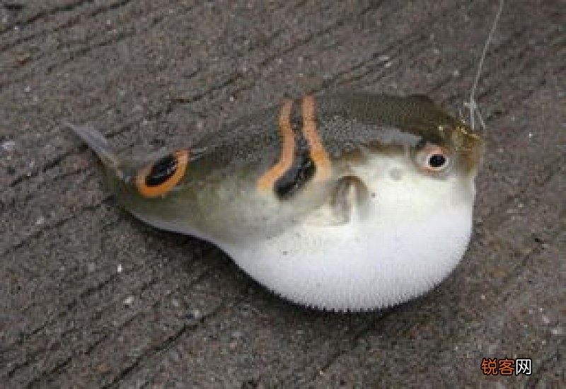 河豚什么部位最毒 河豚有什么营养价值