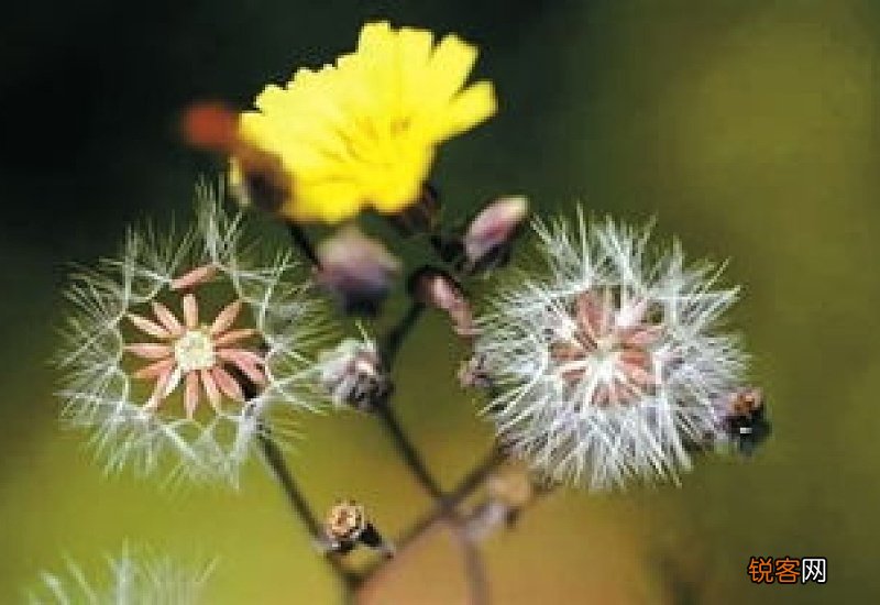 蒲公英茶几天喝一次