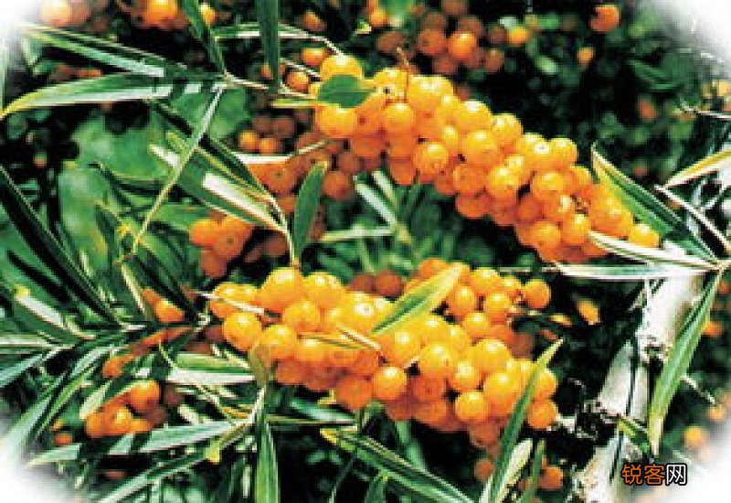 沙棘果的功效与作用 促进消化提高免疫力美容
