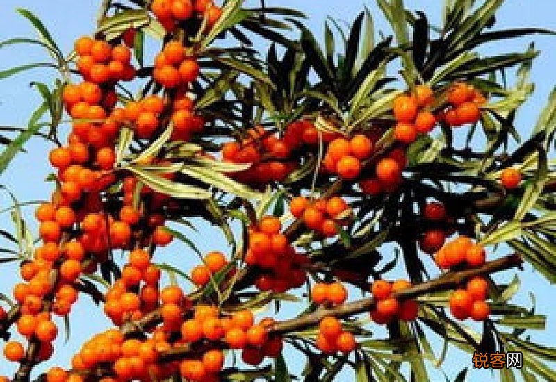 沙棘果的功效与作用 沙棘果是什么植物？