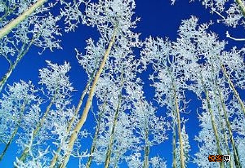 高一寒假英语日记作文