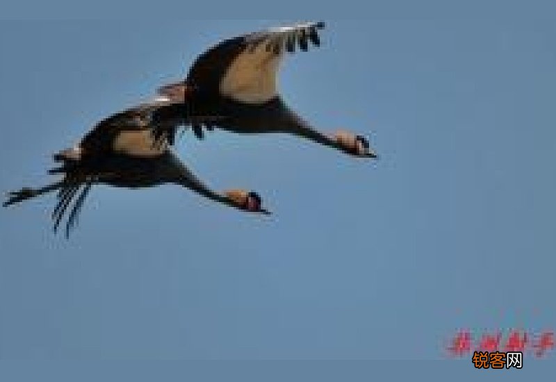 比翼齐飞造句,用比翼齐飞写一句话