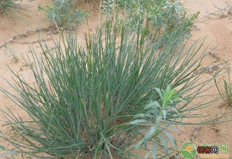 沙葱的功效与作用 吃沙葱的注意事项