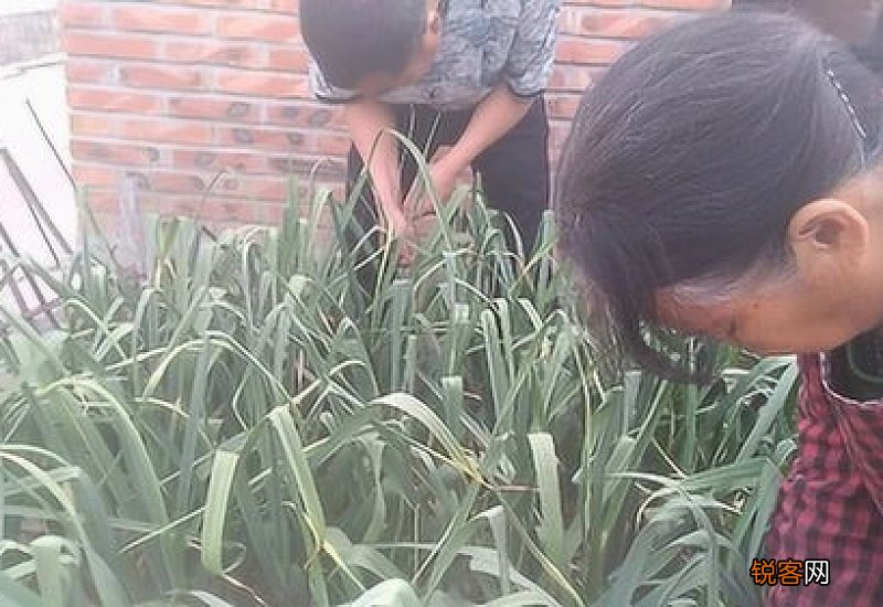 怎么拔蒜苔不会断