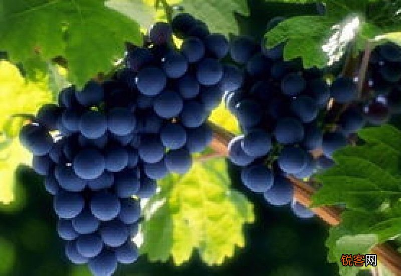 比喻句葡萄像什么 形容葡萄的比喻句