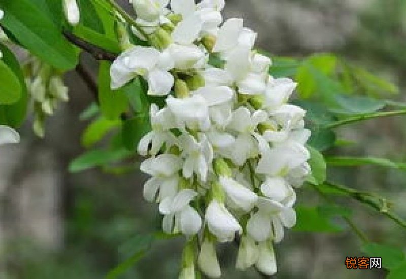 槐花和鸡蛋能一起吃吗