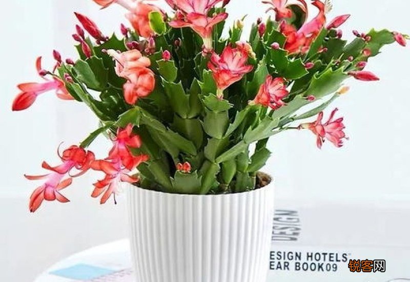 卧室养什么花对睡眠好