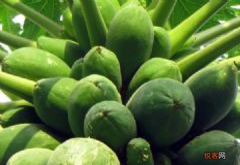 没熟的木瓜能不能吃 没熟的木瓜怎么做好吃