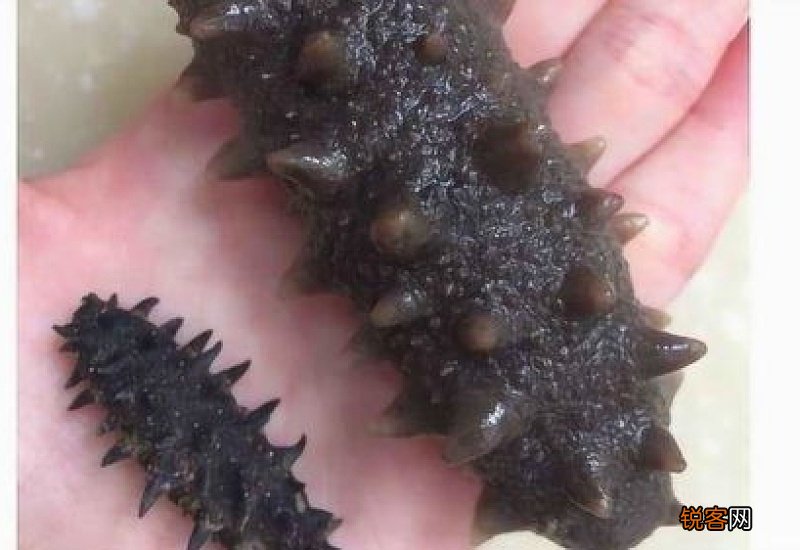 干海参泡发的正确方法怎么做